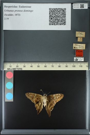 Media type: image;   Entomology 15323